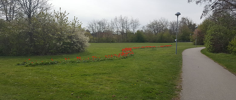 Bjärehovsparken, gräsmatta med röda tulpaner.